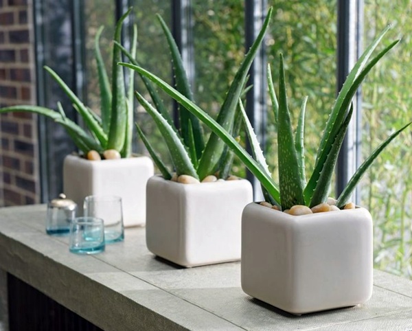feng-shui-plants-for-harmony-and-positive-energy-in-the-living-room-32-180